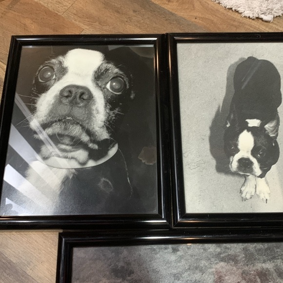 Set of 3 Professionally Framed Boston Terrier Gallery Wall Prints Vintage Photos - Picture 13 of 17